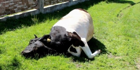 Bolesti pluća kod teladi i krava